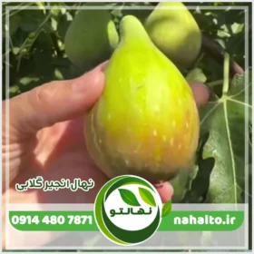 نهال انجیر گلابی