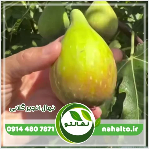 نهال انجیر گلابی
