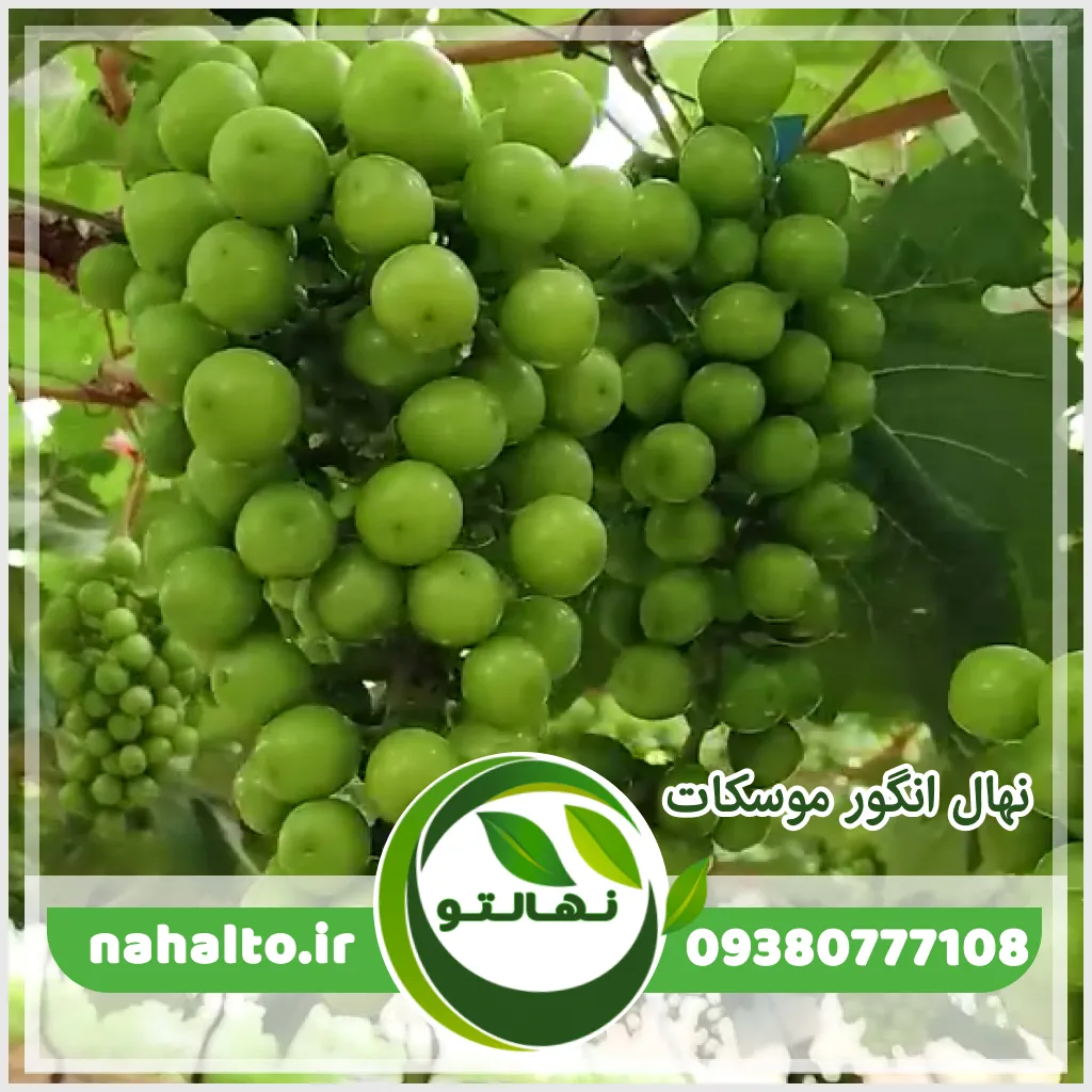 خرید نهال انگور موسکات