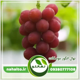 نهال انگور موسکات ژاپنی