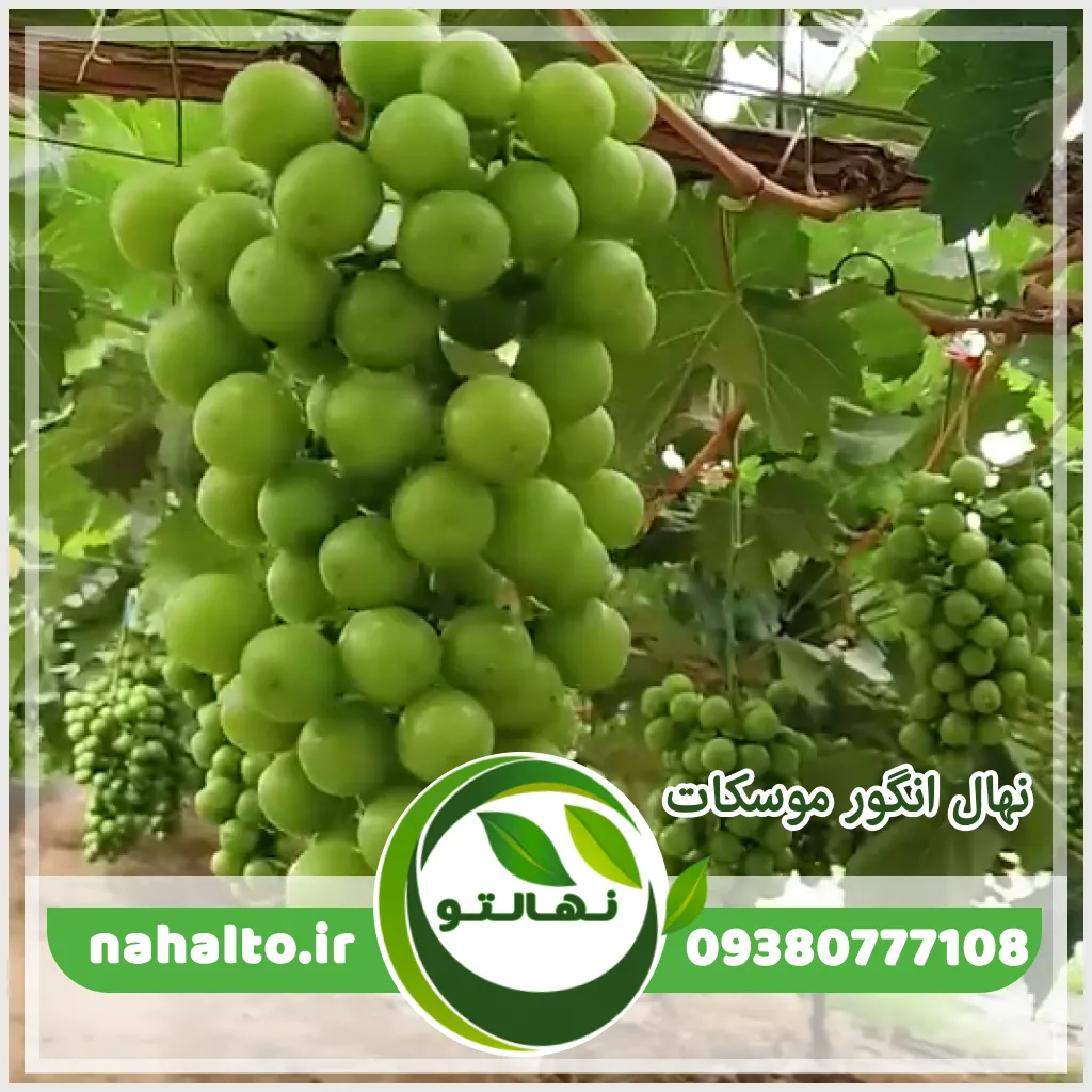 نهال انگور موسکات سیاه