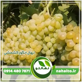 خرید نهال انگور کشمشی بیدانه