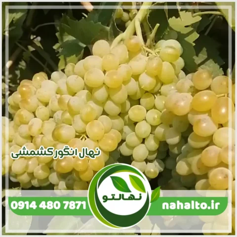 خرید نهال انگور کشمشی بیدانه