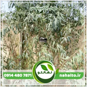 خرید نهال اکالیپتوس