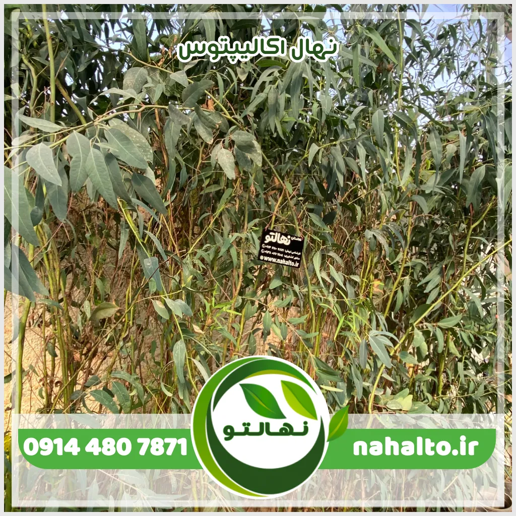 نهال اکالیپتوس قیمت نهال اکالیپتوس