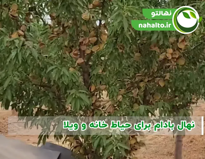 نهال بادام برای حیاط خانه و ویلا