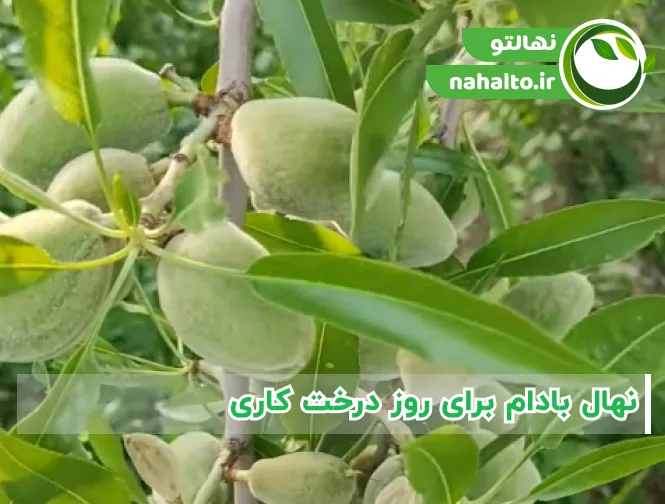 نهال بادام برای روز درخت کاری