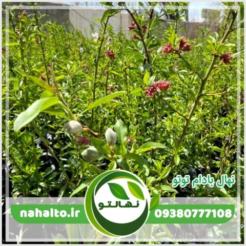 نهال بادام تونو