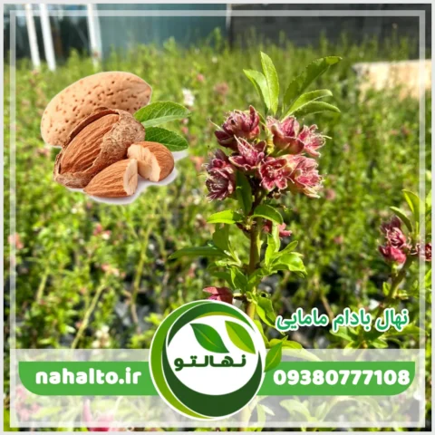 خرید نهال بادام مامایی