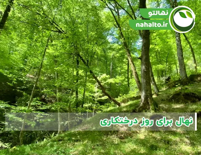 خرید نهال برای روز درختکاری | ارقام مقاوم میوه‌دار و جنگلی