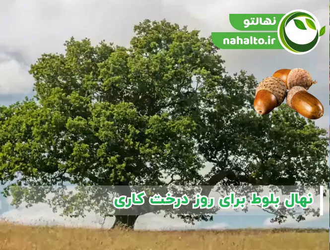 نهال بلوط برای روز درخت کاری