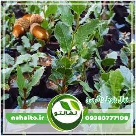 خرید نهال بلوط زاگرس