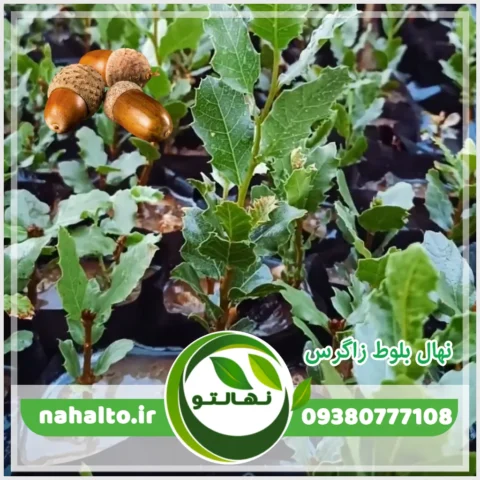 خرید نهال بلوط زاگرس