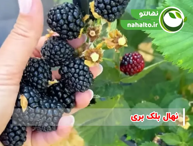 نهال بلک بری