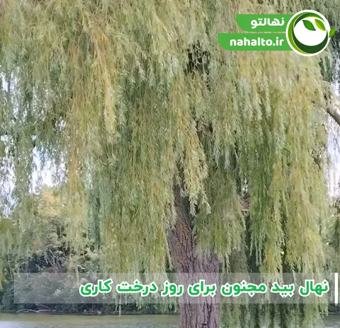 نهال بید مجنون برای روز درخت کاری