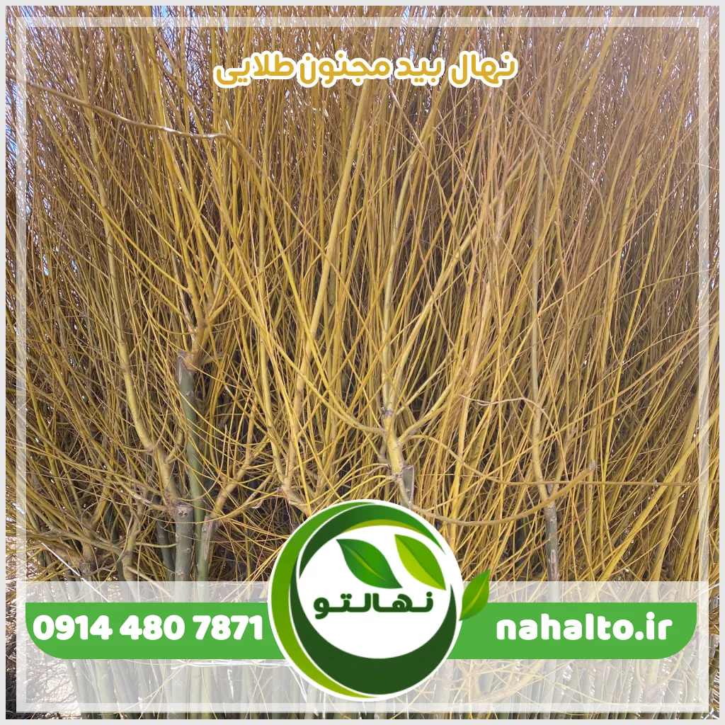 قیمت نهال بید مجنون طلایی