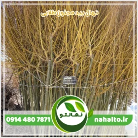 خرید نهال بید مجنون طلایی