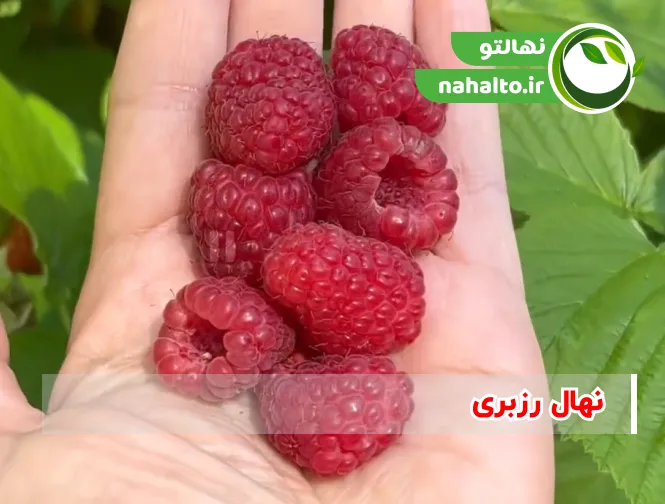 خرید نهال رزبری