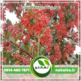 خرید نهال زرشک بیدانه قائنات