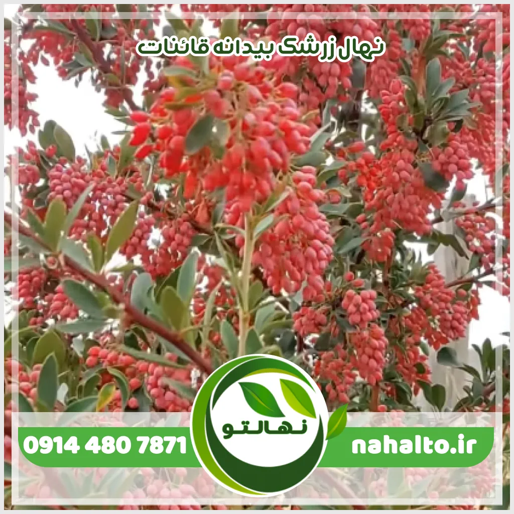 نهال زرشک بیدانه قائنات نهال زرشک بیدانه قائنات