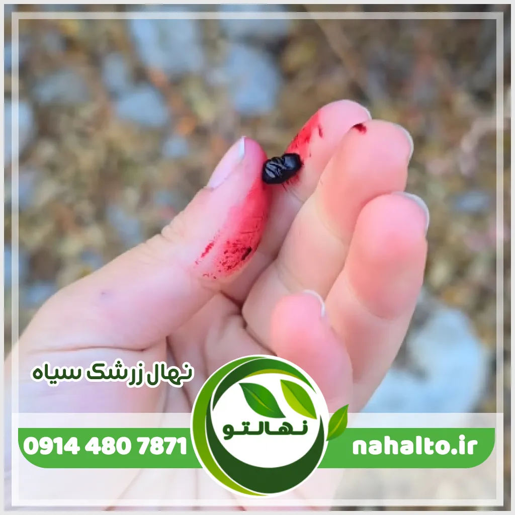 عکس نهال و میوه زرشک سیاه