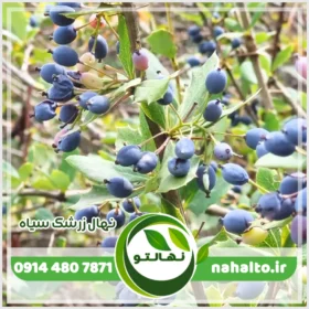 خرید نهال زرشک سیاه