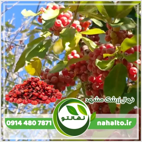 نهال زرشک مشهد