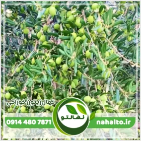 نهال زیتون خوراکی