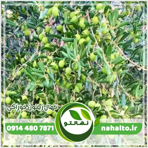 نهال زیتون خوراکی