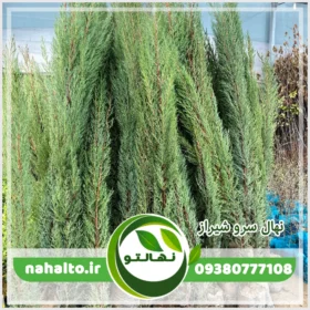 نهال سرو شیراز (سروناز)