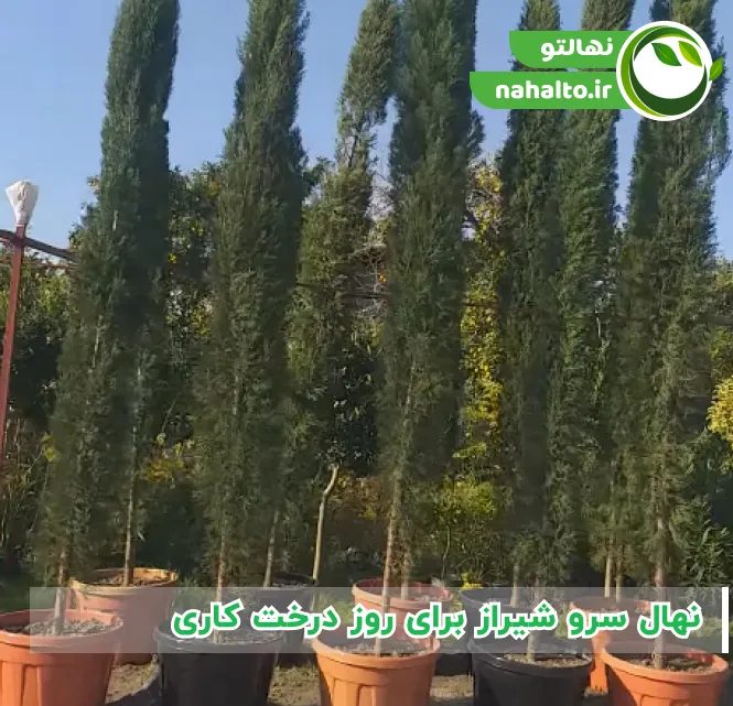 نهال سرو شیراز برای روز درخت کاری