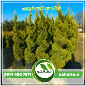 نهال سرو لاوسون پیچی