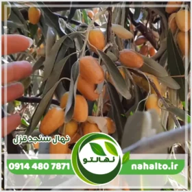 نهال سنجد قزل