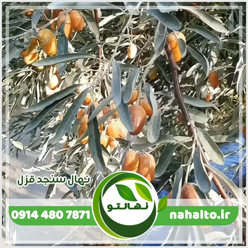 عکس و قیمت نهال سنجد قزل