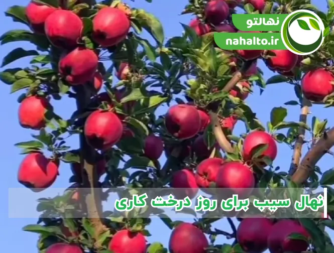 نهال سیب برای روز درخت کاری