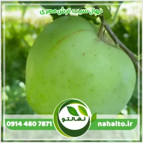 نهال سیب ترش مصری