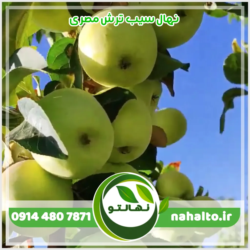 خرید نهال سیب ترش مصری