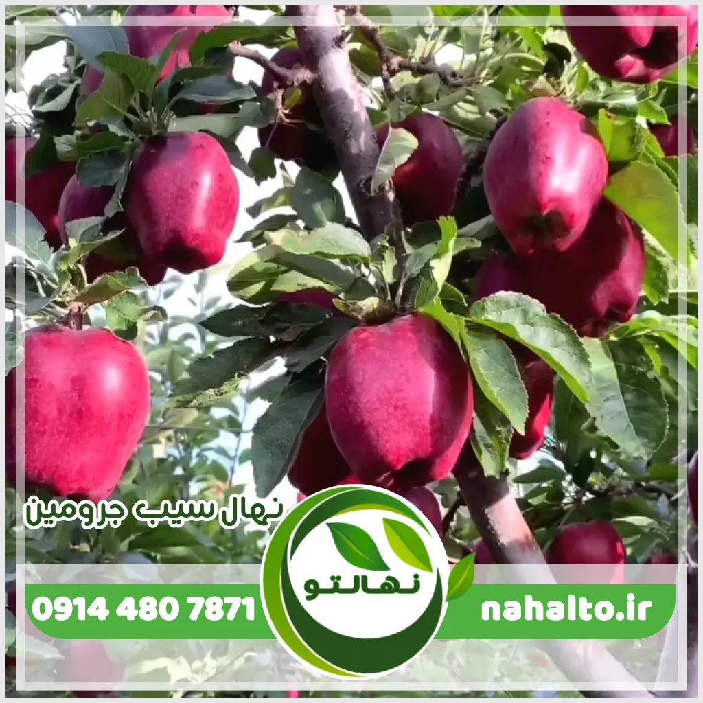 نهال سیب جرومین