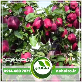 نهال سیب جرومین