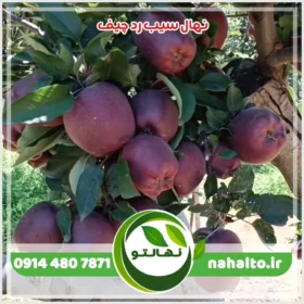خرید نهال سیب رد چیف