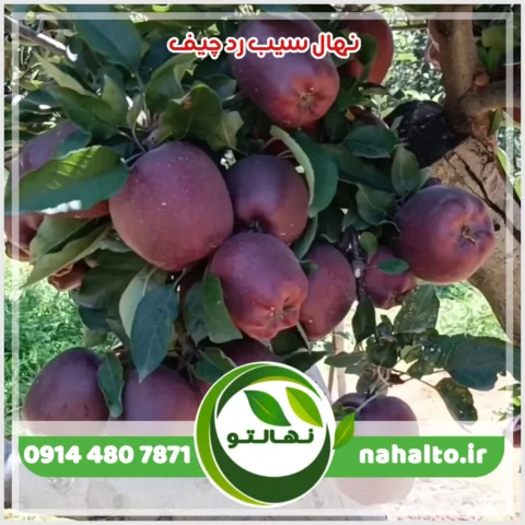 خرید نهال سیب رد چیف