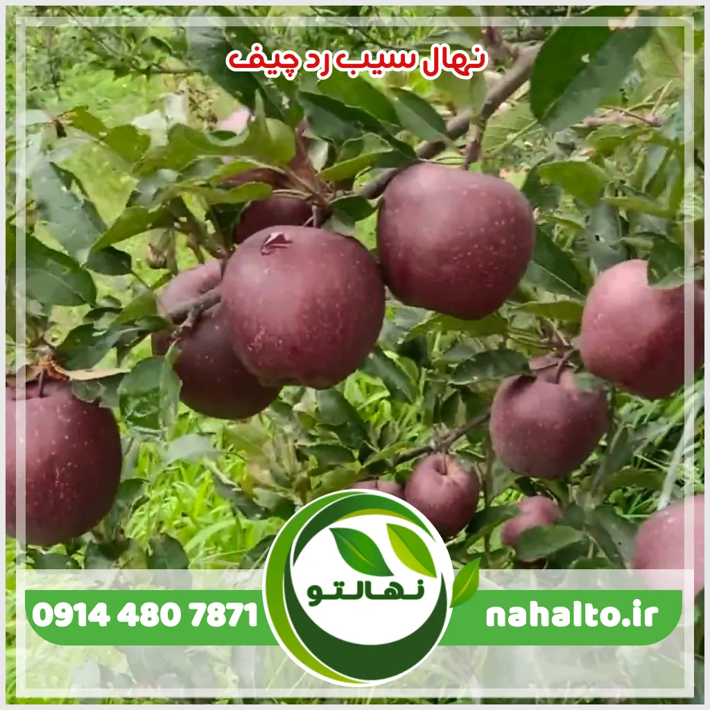 قیمت نهال سیب رد چیف
