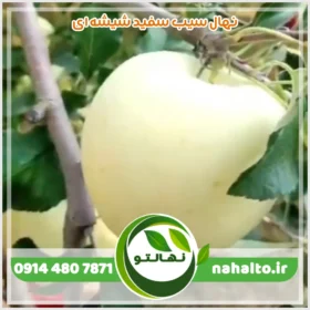 نهال سیب سفید شیشه ای