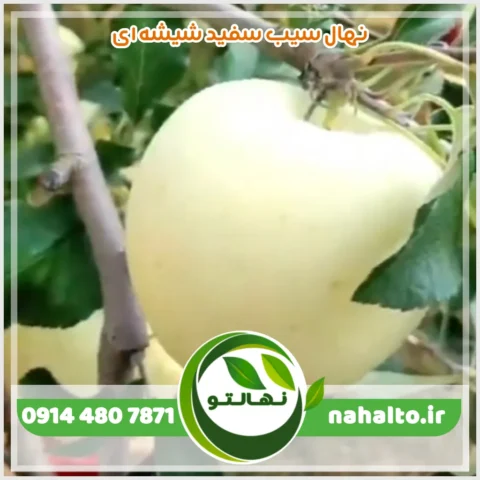 نهال سیب سفید شیشه ای