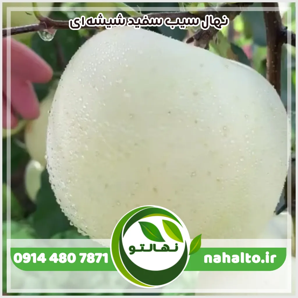 نهال سیب سفید شیشه‌ای