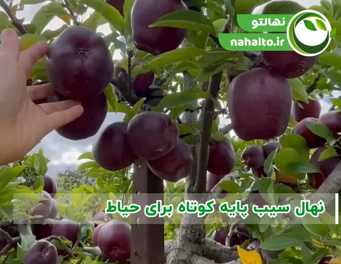 نهال سیب پایه کوتاه برای حیاط