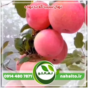 خرید نهال سیب گلاب بهاره