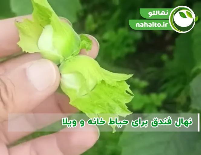 نهال فندق برای حیاط خانه و ویلا