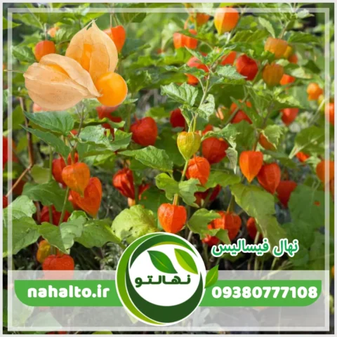 خرید نهال فیسالیس