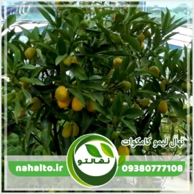 نهال لیمو کامکوات